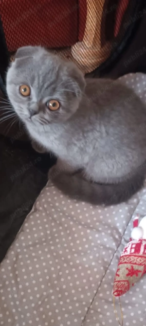 fold blue!!! asigurăm transport 