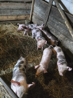 Purceii 9 Saptamani - imagine 2