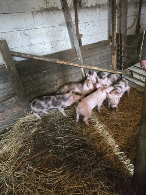 Purceii 9 Saptamani - imagine 4