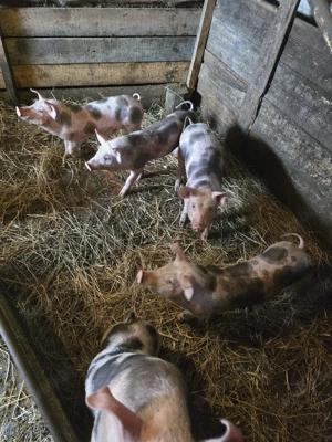 Purceii 9 Saptamani - imagine 3