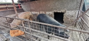 De vânzare sau schimb cu viței  - imagine 2