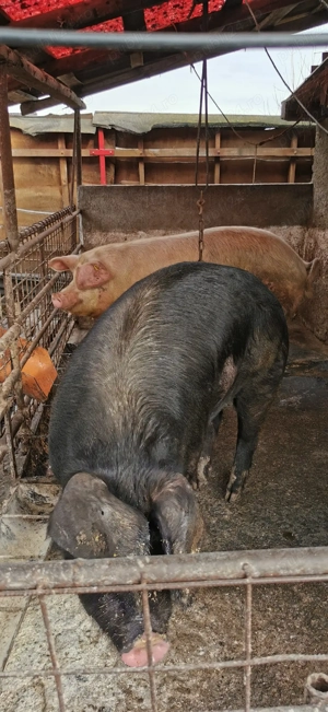 De vânzare sau schimb cu viței  - imagine 3