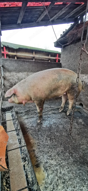 De vânzare sau schimb cu viței  - imagine 4