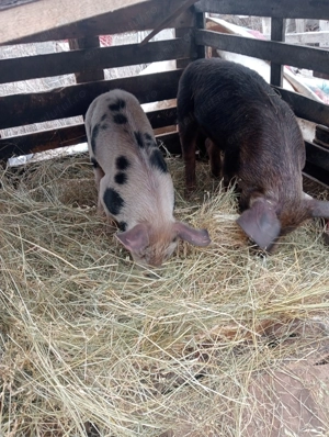 Porci de vânzare 50 70 de kg la Nr  