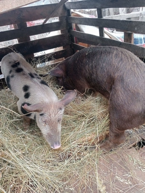 Porci de  vânzare  - imagine 10