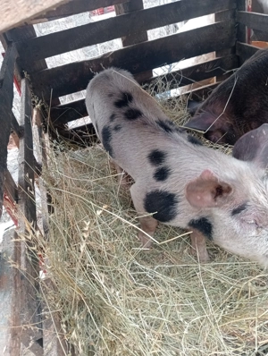 Porci de  vânzare  - imagine 3