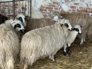 Vând oi tinere cu miei - imagine 5