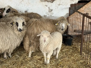 Vând oi tinere cu miei - imagine 3