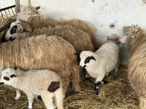 Vând oi tinere cu miei - imagine 2