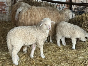 Vând oi tinere cu miei - imagine 4