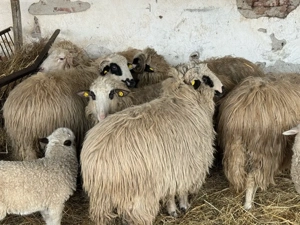 Vând oi tinere cu miei