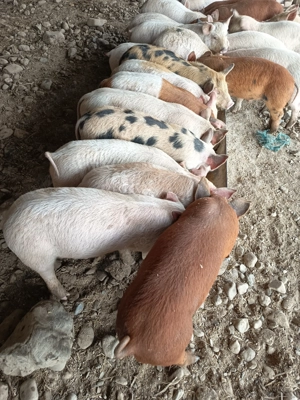 Vând purcei metis duroc - imagine 2