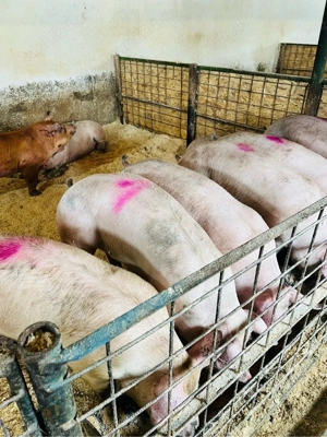 Porci de carne  - imagine 2