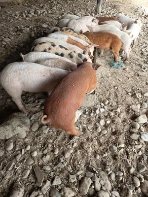 Vând purcei metis duroc - imagine 3