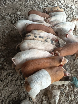 Vând purcei metis duroc - imagine 4