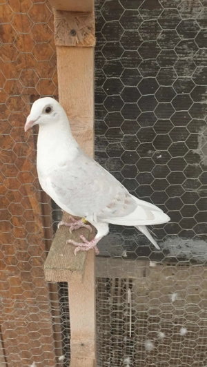 Ocazie! Vand 2 femele voiajor sport, linie Polonia! Pret 100 RON  bucata ! - imagine 5