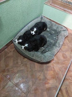 Ciobănesc de Berna - imagine 2