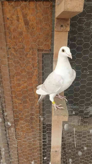 Ocazie! Vand 2 femele voiajor sport, linie Polonia! Pret 100 RON  bucata ! - imagine 4