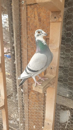 Ocazie! Vand 2 femele voiajor sport, linie Polonia! Pret 100 RON  bucata ! - imagine 2