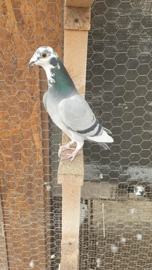 Ocazie! Vand 2 femele voiajor sport, linie Polonia! Pret 100 RON  bucata ! - imagine 3