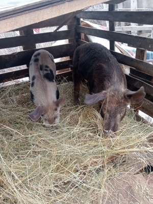 Porci de  vânzare  - imagine 2