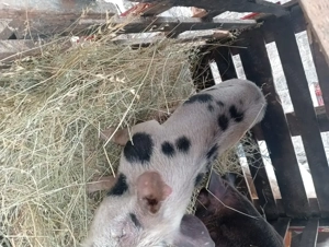 Porci de  vânzare  - imagine 8