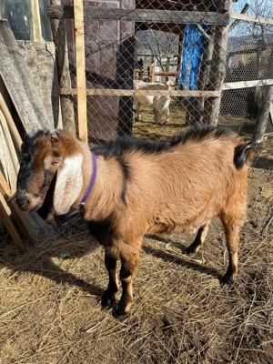 Vând țap anglo-nubian! - imagine 2