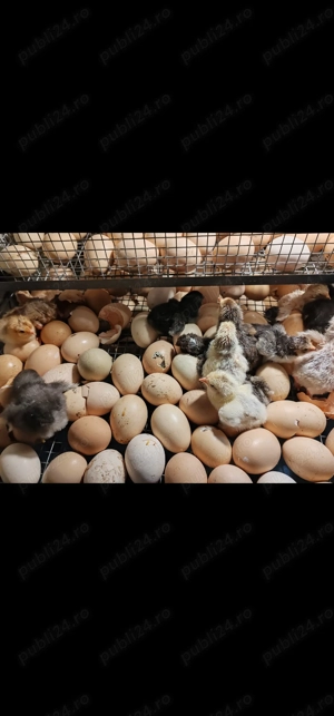 Incubator 528 ouă automat - imagine 4