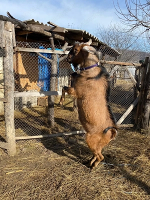 Vând țap anglo-nubian!
