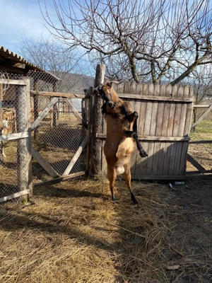 Vând țap anglo-nubian! - imagine 5