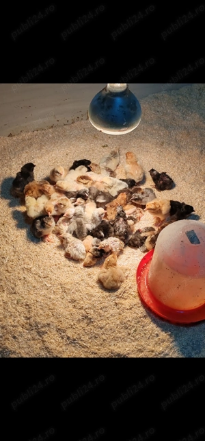 Incubator 528 ouă automat - imagine 5