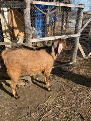 Vând țap anglo-nubian! - imagine 4