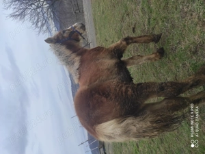 Se vinde mânz 7 luni prețul este 4000 de lei  