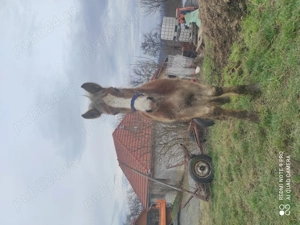 Se vinde mânz armăsar prețul este 3500 de lei