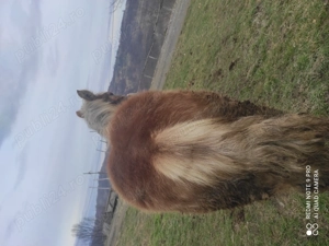 Se vinde mânz 7 luni prețul este 4000 de lei   - imagine 2