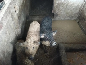  Porci rasa mangalița. - imagine 4