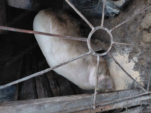 Porci   Scroafe de vanzare  - imagine 2