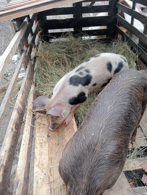 Porci de vânzare 50 70 de kg la Nr   - imagine 2