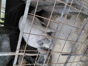 Porci   Scroafe de vanzare 