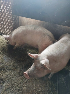  Vand porci crescuti natural !  - imagine 2