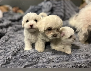Vând pui bichon maltez 