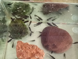 Pesti de acvariu Black Molly si puiet - imagine 3