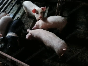Purcei de vânzare, landrace x pietrain, de 12 săptămâni, vaccinați și deparazitați  - imagine 3