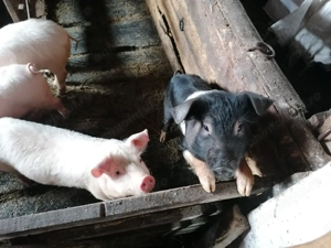Purcei de vânzare, landrace x pietrain, de 12 săptămâni, vaccinați și deparazitați  - imagine 2