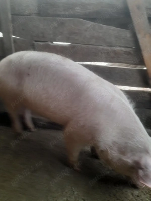 porc.       - imagine 5