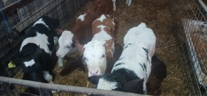 vand vitei si vitele  - imagine 2