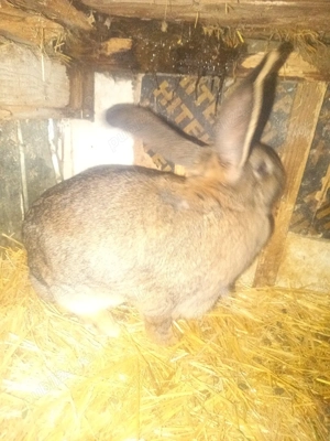 vand iepuri 1 mascul de 1 jumate si 1 iepuroica pe galben 8luni  - imagine 2