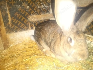 vand iepuri 1 mascul de 1 jumate si 1 iepuroica pe galben 8luni 