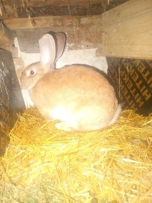 vand iepuri 1 mascul de 1 jumate si 1 iepuroica pe galben 8luni  - imagine 4