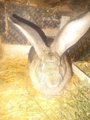 vand iepuri 1 mascul de 1 jumate si 1 iepuroica pe galben 8luni  - imagine 3